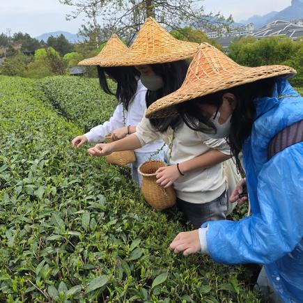 學生於武夷山國家公園體驗採茶。